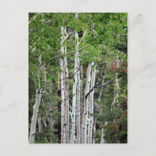Birch Trees Mount Charleston Nevada  Postcard