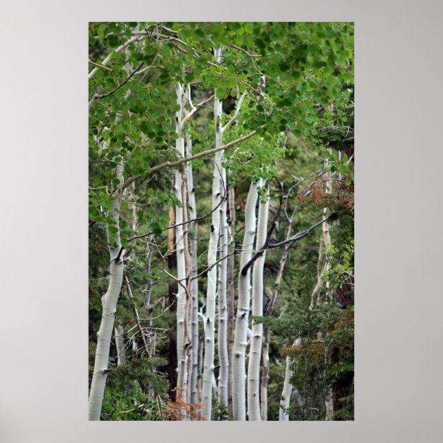 Birch Trees Mount Charleston Nevada Poster (Front)