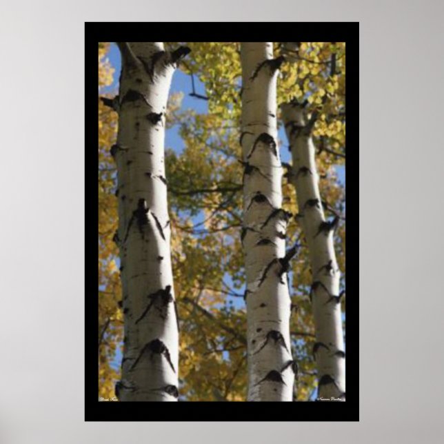 Birch Trees Poster (Front)