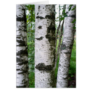 Birch trunk