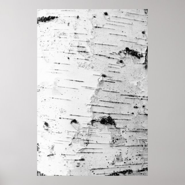 Birch trunk poster (Front)