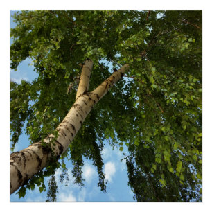 birch umbrella poster