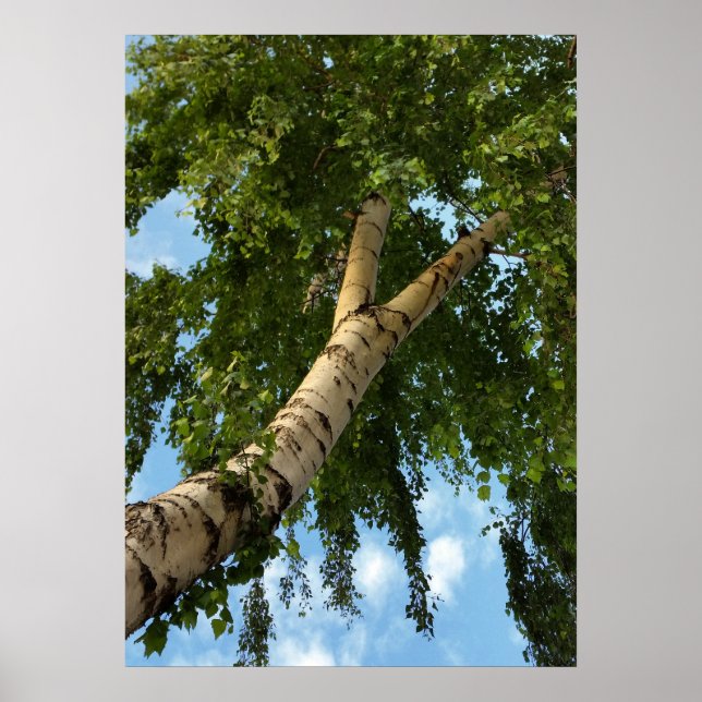 birch umbrella poster (Front)