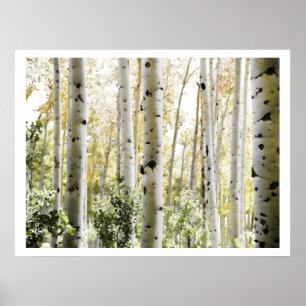 Birch Woods Poster