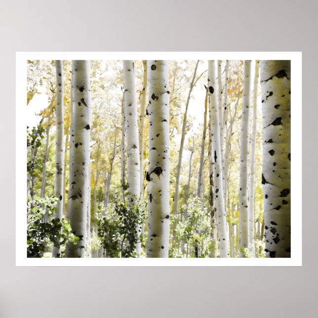 Birch Woods Poster (Front)
