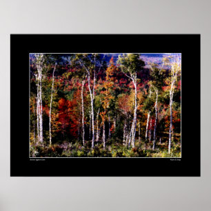 Birches Against Colour Poster