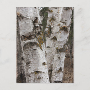 Birches Postcard