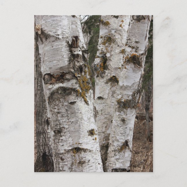 Birches Postcard (Front)