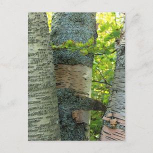 BirchTree Postcard
