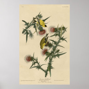 Bird, America, American Goldfinch, Audubon, Vintag Poster
