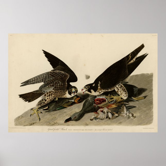 Bird, America, Great Footed Hawk, Audubon, Vintage Poster (Front)