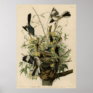 Bird, America, Mocking Bird, Audubon, Vintage Poster