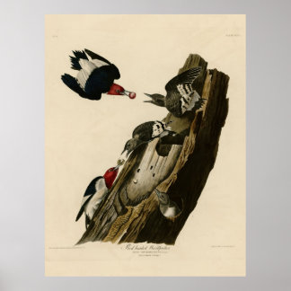 Bird, America, Red Headed Woodpecker, Audubon, Vin Poster