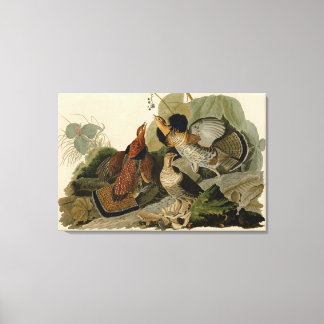 Bird, America, Ruffed Grouse, Audubon, Canvas