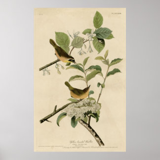 Bird, America, Yellow Breasted Warbler, Audubon Poster