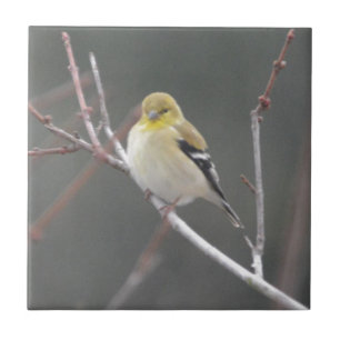 Bird American Goldfinch Nature Tile