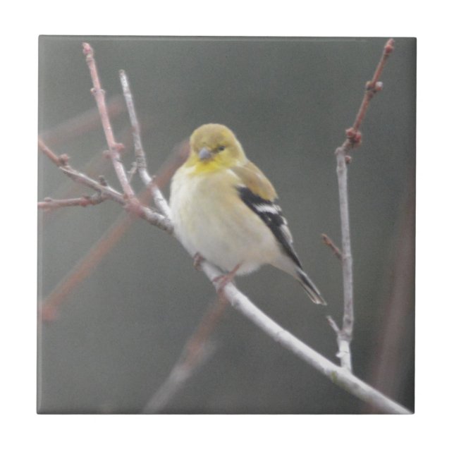 Bird American Goldfinch Nature Tile (Front)