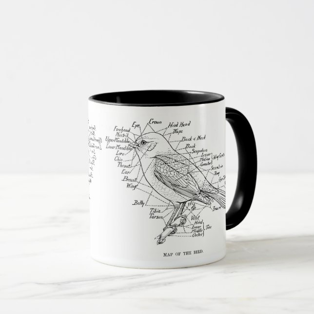 bird anatomy mug (Front Right)