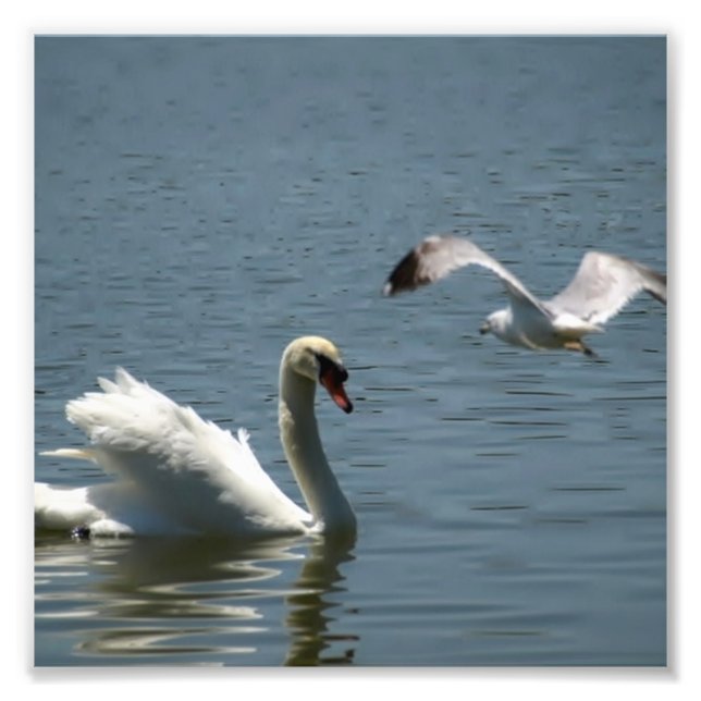 Bird and Swan Playing on a  Photo Print (Front)