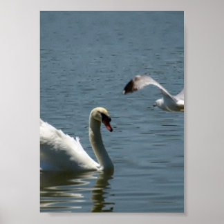 Bird and Swan Playing on a  Poster