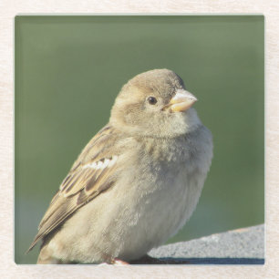 Bird Animal Photo Small Brown House Sparrow Glass Coaster