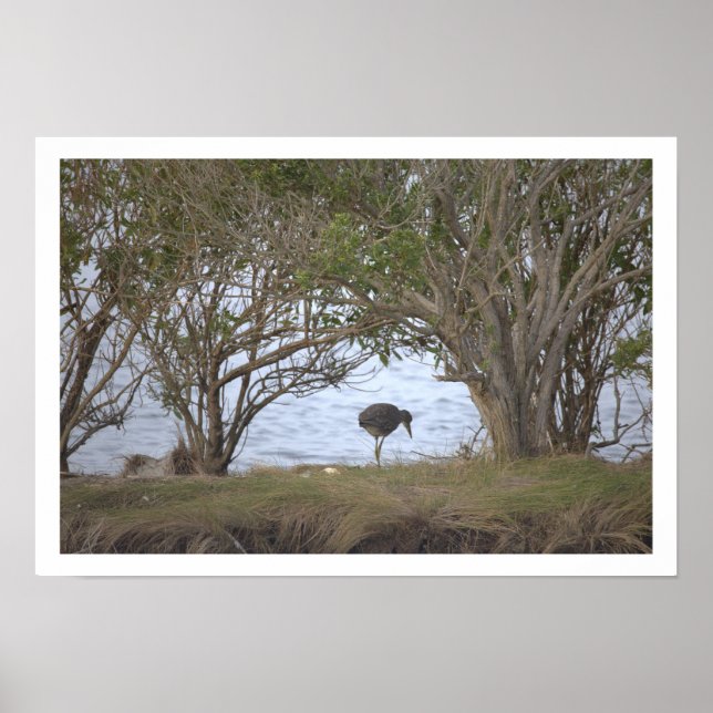 Bird at the Refuge Poster (Front)