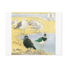 Bird Beach Wildlife Jackdaw Gull Sea Postcard