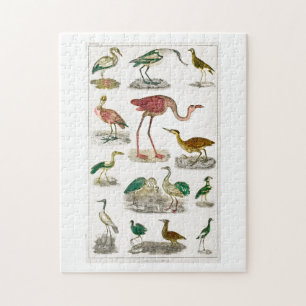 bird, birds, flightless, new zealand, flightless jigsaw puzzle
