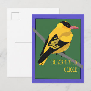 Bird - Black-naped Oriole Postcard