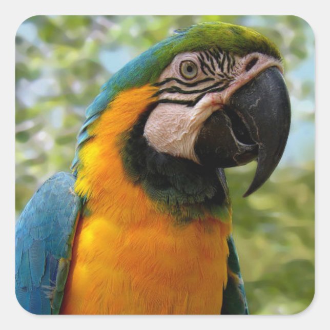 Bird: Blue and Gold Parrot sticker (Front)