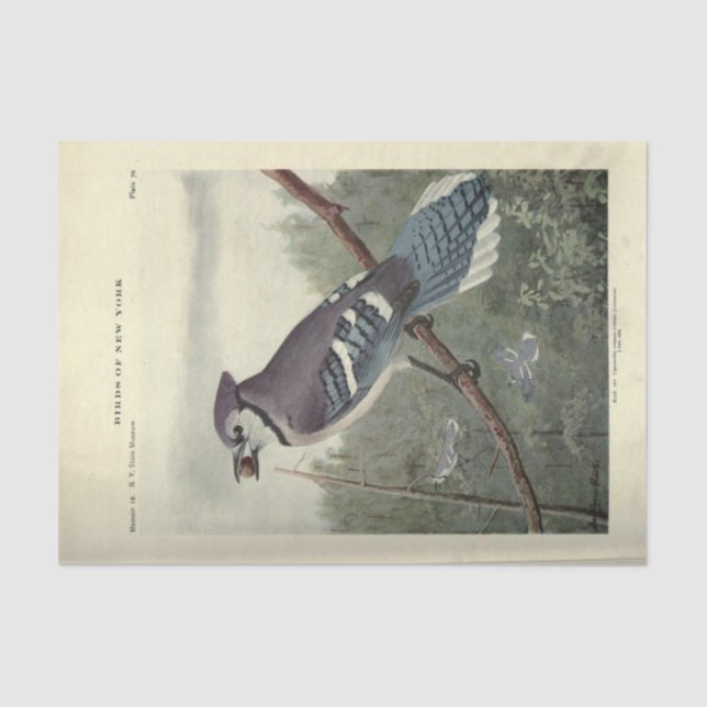 Bird Blue Jay Ephemera Decoupage Vintage Tissue Paper (Front)