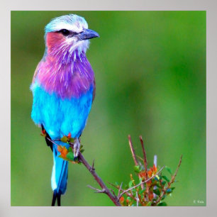 Bird Blue Poster