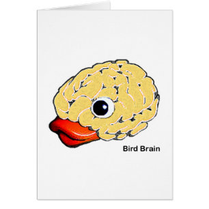 Bird Brain
