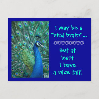 Bird Brain But Nice Tail Postcard