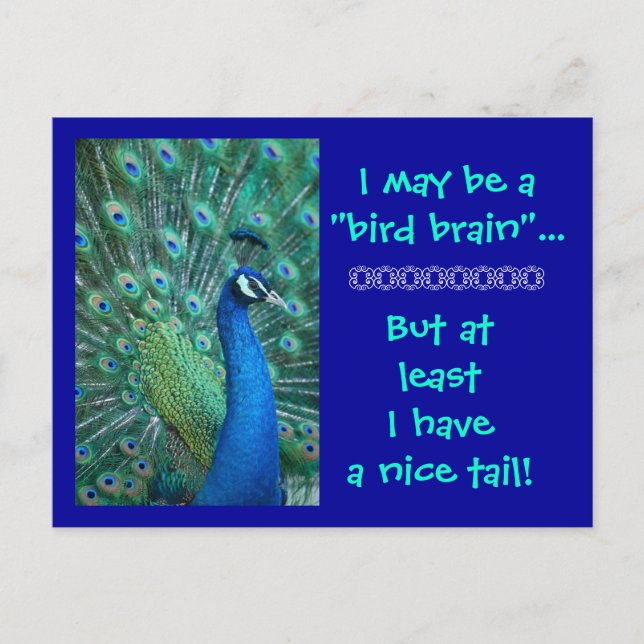Bird Brain But Nice Tail Postcard (Front)
