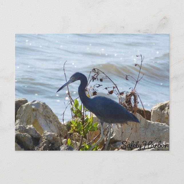 Bird By the Bay Little Blue Heron Safety Harbour Postcard (Front)