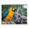 Bird Calendar 18 Mo. Pick Your Start Month / Year.