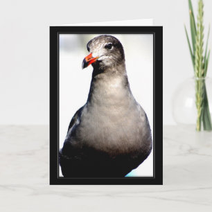 Bird Card III