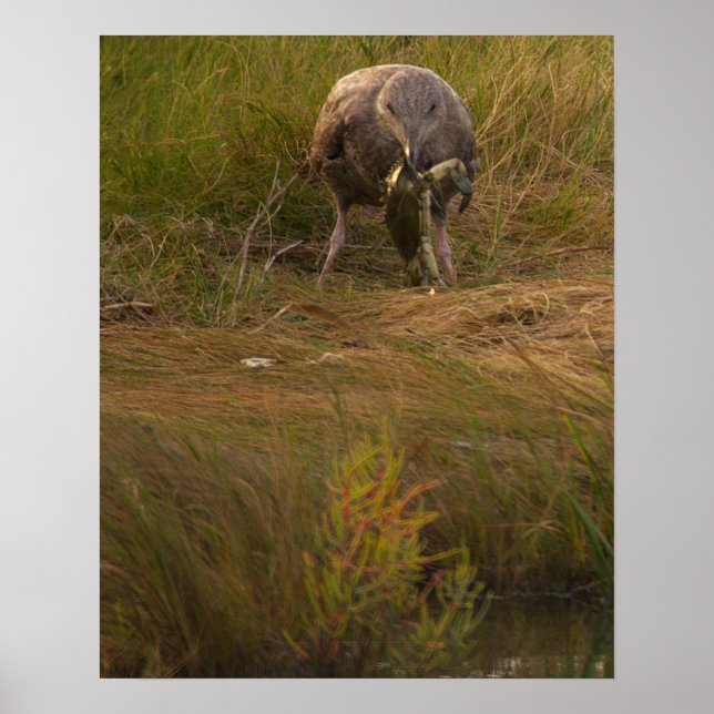 Bird Caught Crab Poster (Front)