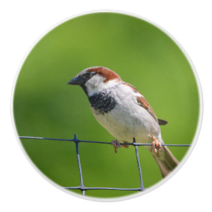 Bird Ceramic Knob
