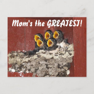 Bird Choir Sings Happy Mother's Day to Mum Postcard