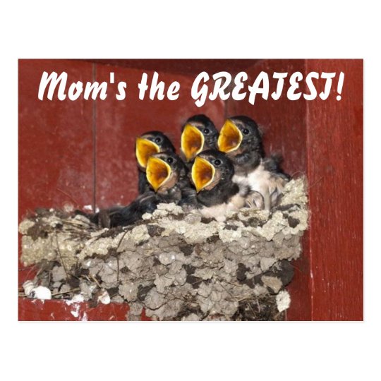 Bird Choir Sings Happy Mother's Day to Mum Postcard