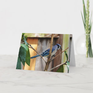 Bird Collection: Blue Jay (blank notes)  Card