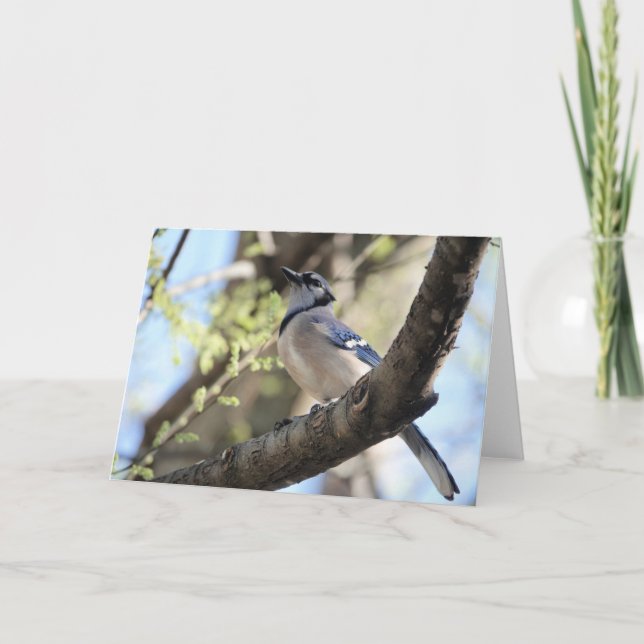 Bird Collection: Blue Jay (blank notes) Card (Front)