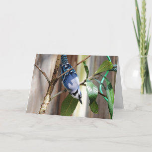 Bird Collection: Blue Jay (blank notes) Card