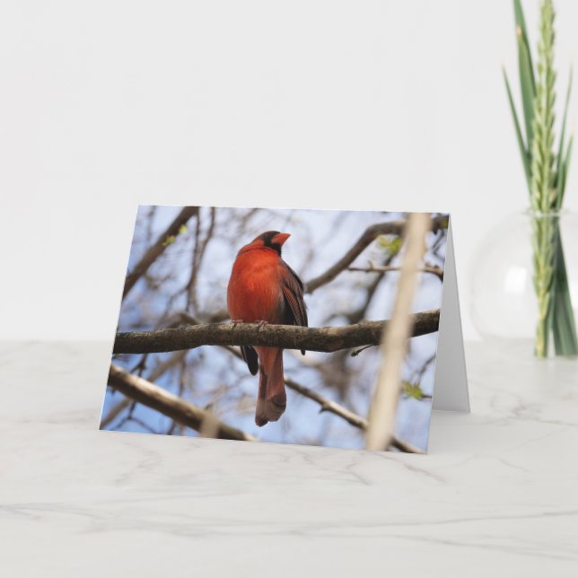 Bird Collection: Northern Cardinal (blank notes) Card (Front)