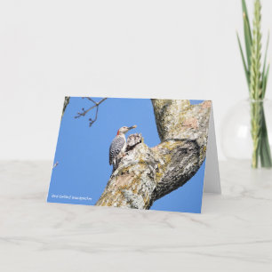 Bird Collection: Woodpecker (blank notes) Card