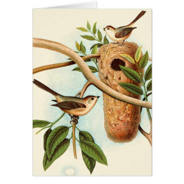 Bird Couple on a Nest Perched on a Branch (Front)