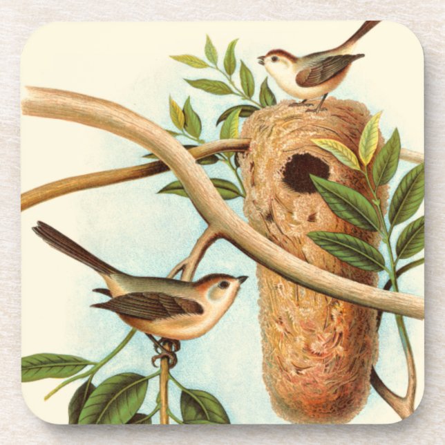 Bird Couple on a Nest Perched on a Branch Coaster (Front)