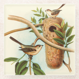 Bird Couple on a Nest Perched on a Branch Glass Coaster